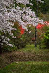 「ひとひらの花びらにつつじの赤を添えて」　香南市　石野様